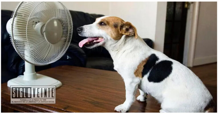 Identifica la deshidratación o golpe de calor en mascotas, la SSM te dice cómo