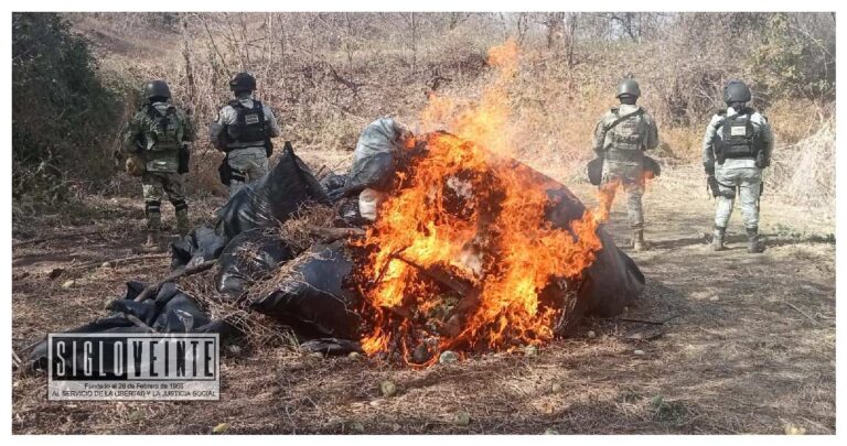 Guardia Nacional y Ejército Mexicano localizan e incineran secadero de marihuana en Turicato