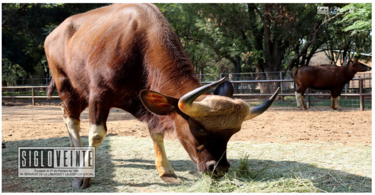 Llegan al Zoológico de Morelia dos impresionantes bisontes de la India
