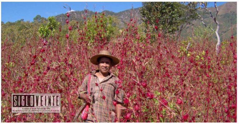 Michoacán es segundo estado productor de flor de jamaica a nivel nacional; Tzitzio, Churumuco, Turicato y Huetamo de los principales municipios