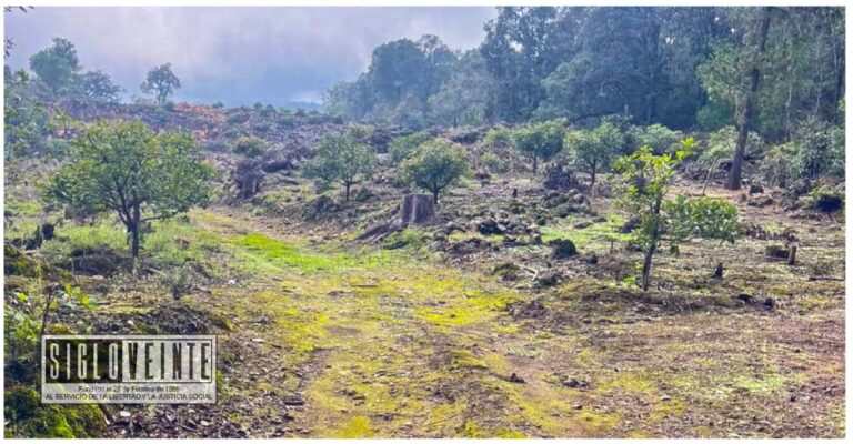 En el municipio de Tacámbaro, la FGE asegura predio talado para plantar aguacates