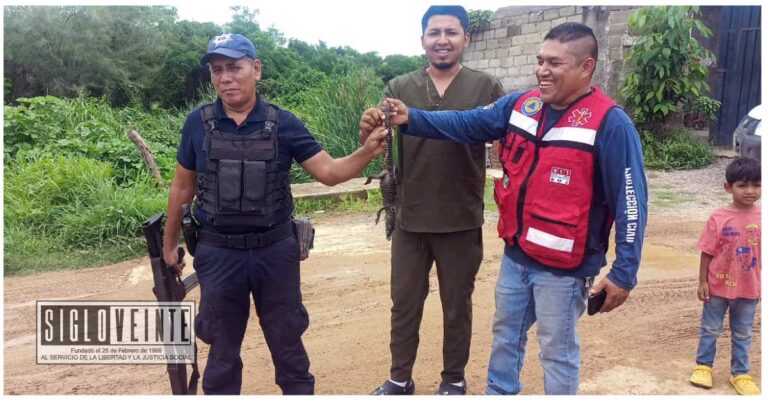Localizan caimán muerto en Riva Palacio, continúa la búsqueda de un segundo ejemplar