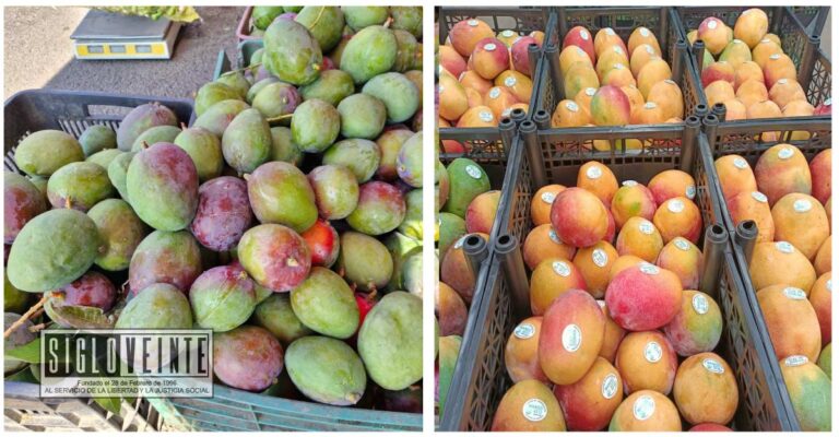 Michoacán ha exportado más de 70 mil toneladas de mango principalmente a EUA y Canadá, producidos en municipios como Gabriel Zamora, Parácuaro, San Lucas y otros