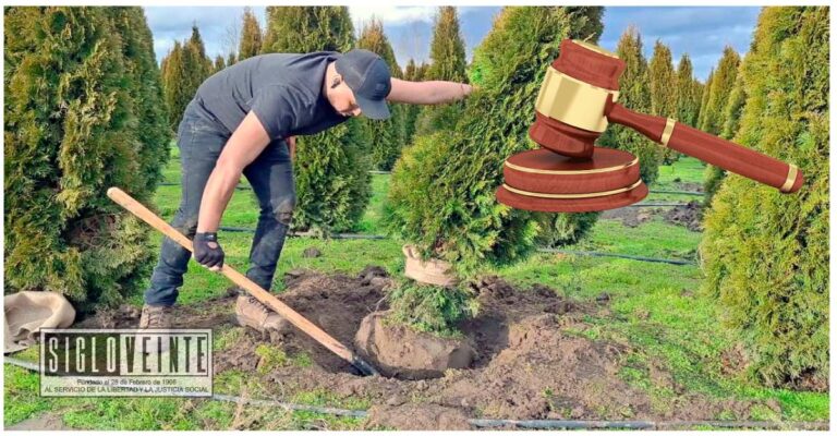 Por talar árboles en Ziracuaretiro, juez ordena a 5 sujetos a plantar 475 árboles de pino y 475 de encino