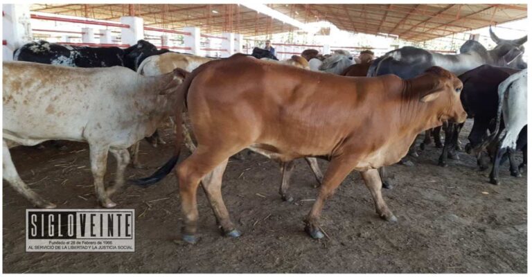 Entregará la SADER vacunas gratuitas y pomada vampírica a ganaderos de Huetamo, Carácuaro, San Lucas, Tiquicheo, Tzitzio, Churumuco y Nocupétaro