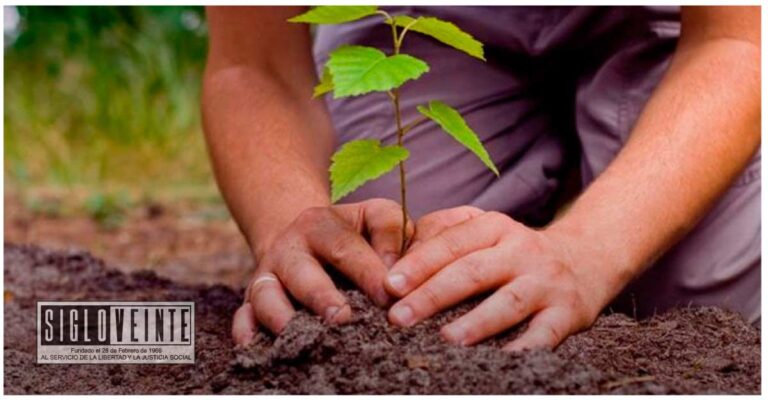 Juez ordena a mujer a reforestar 200 árboles de pino o encino por plantar aguacate en Tzintzuntzan