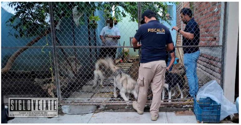 En cateo en Apatzingán, la FGE rescata a cinco ejemplares caninos víctima de maltrato animal