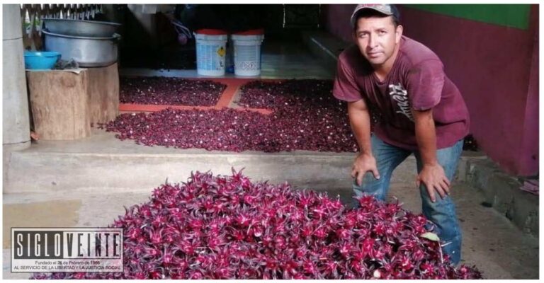 La jamaica: Una oportunidad de negocio en Huetamo, Tzitzio, Churumuco, Aquila, Múgica, Tumbiscatío, Coahuayana y Turicato