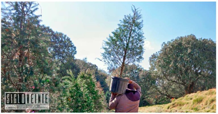 Juez ordena a sujeto a reforestar 23 árboles de pino en Morelia, transportaba carbón de procedencia ilícita