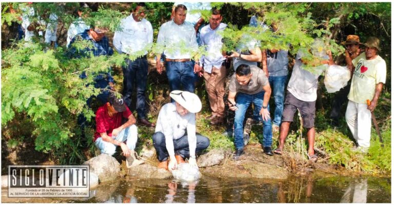 Siembra de alevines de tilapia en Huetamo para impulsar la acuacultura en beneficio de las comunidades