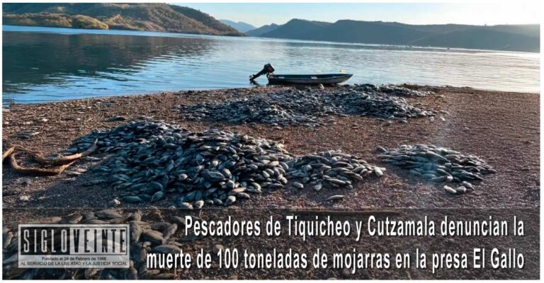Pescadores de Tiquicheo y Cutzamala denuncian la muerte de 100 toneladas de mojarras en la presa El Gallo