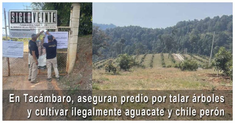 En Tacámbaro, aseguran predio por talar árboles y cultivar ilegalmente aguacate y chile perón