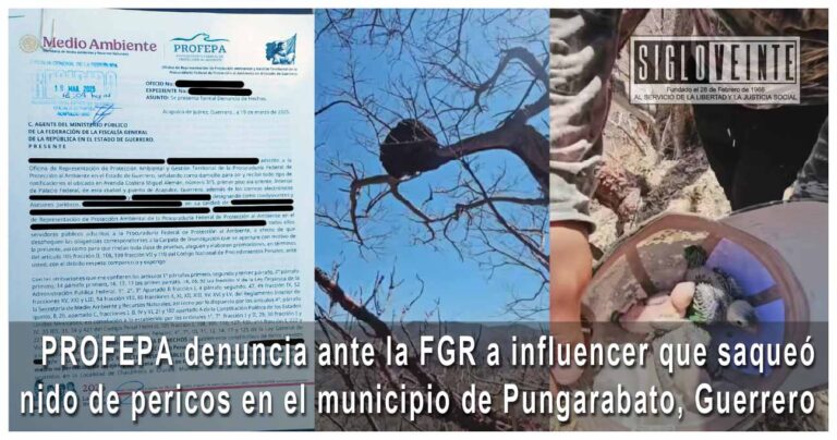 PROFEPA denuncia ante la FGR a influencer que saqueó nido de pericos en el municipio de Pungarabato, Guerrero
