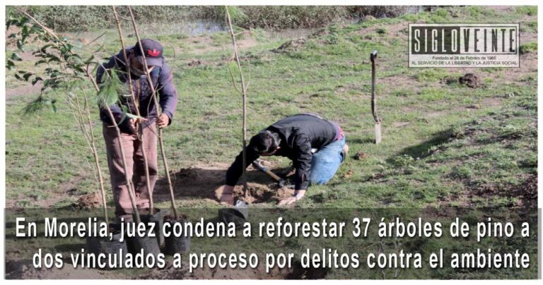 En Morelia, juez condena a reforestar 37 árboles de pino a dos vinculados a proceso por delitos contra el ambiente