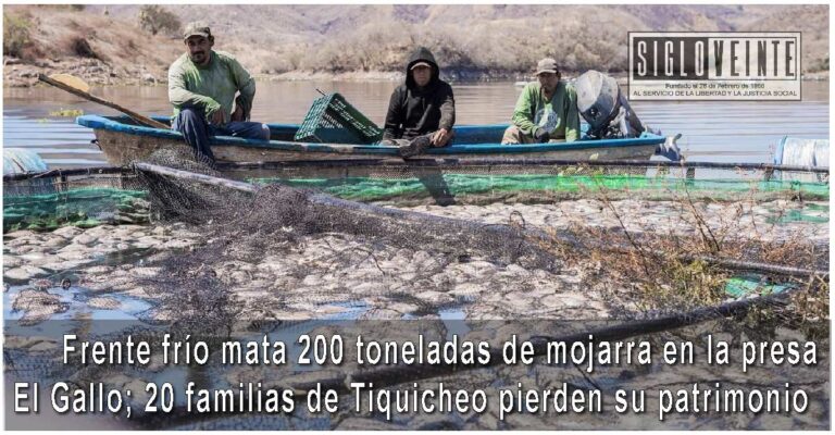 Frente frío mata 200 toneladas de mojarra en la presa El Gallo; 20 familias de Tiquicheo pierden su patrimonio