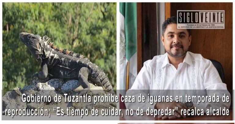 Gobierno de Tuzantla prohíbe caza de iguanas en temporada de reproducción; “Es tiempo de cuidar, no de depredar” recalca Fernando Ocampo