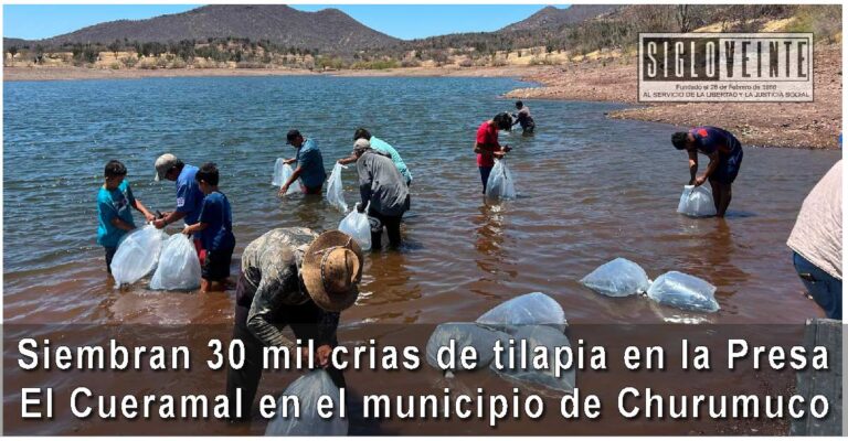 ⁠Siembran 30 mil crias de tilapia en la Presa El Cueramal en el municipio de Churumuco