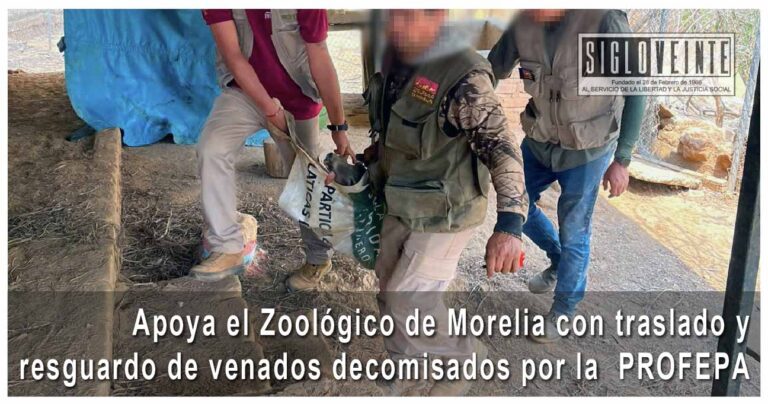 Apoya el Zoológico de Morelia con traslado y resguardo de venados decomisados por la  PROFEPA