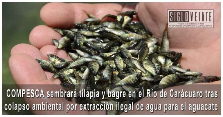 COMPESCA sembrará tilapia y bagre en el Río de Carácuaro tras colapso ambiental por extracción ilegal de agua para el aguacate