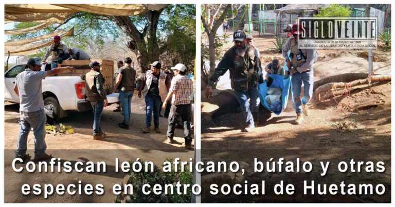 Confiscan león africano, búfalo y otras especies en centro social de Huetamo