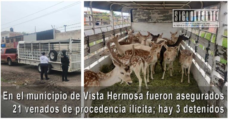En el municipio de Vista Hermosa fueron asegurados 21 venados de procedencia ilícita; hay 3 detenidos y se decomisó una camioneta