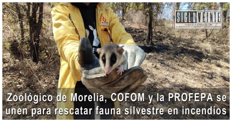 Zoológico de Morelia, COFOM y la PROFEPA se unen para rescatar fauna silvestre en incendios