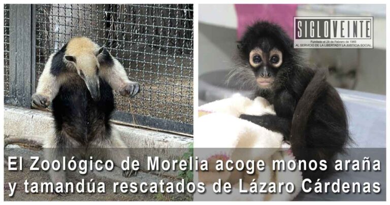 El Zoológico de Morelia recibe monos araña y tamandúa rescatados de Lázaro Cárdenas