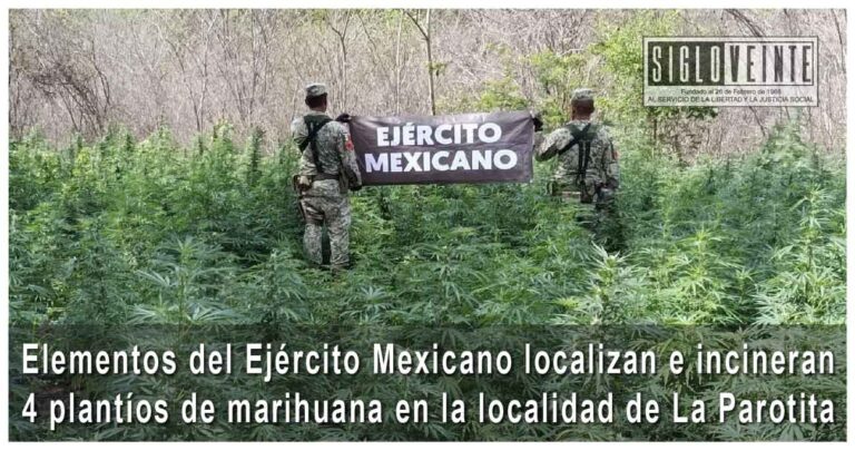 Elementos del Ejército Mexicano localizan e incineran 4 plantíos de marihuana en la localidad de La Parotita