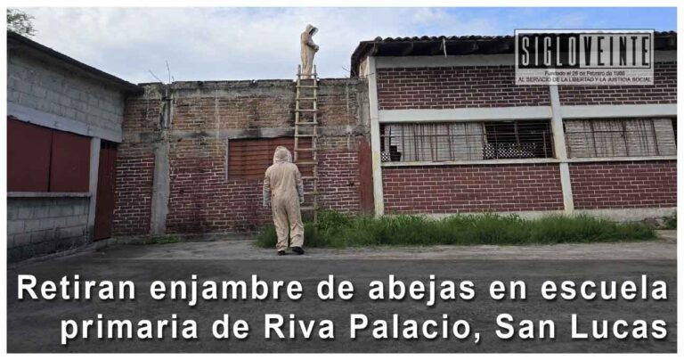 Retiran enjambre de abejas en escuela primaria de Riva Palacio, San Lucas