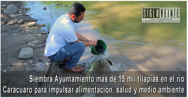 Siembra Ayuntamiento más de 15 mil tilapias en el río Carácuaro para impulsar alimentación, salud y medio ambiente