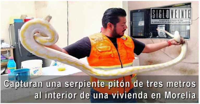 Capturan una serpiente pitón de tres metros al interior de una vivienda en Morelia