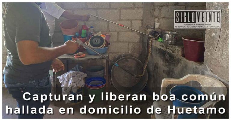 Capturan y liberan boa común hallada en domicilio de Huetamo