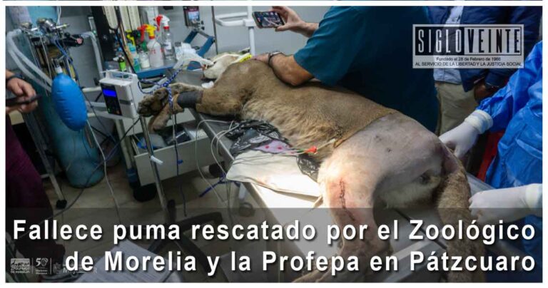 Fallece puma rescatado por el Zoológico de Morelia y la Profepa en Pátzcuaro