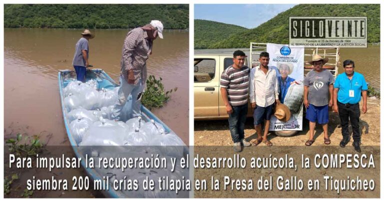 Para impulsar la recuperación y el desarrollo acuícola, la COMPESCA siembra 200 mil crías de tilapia en la Presa del Gallo en Tiquicheo