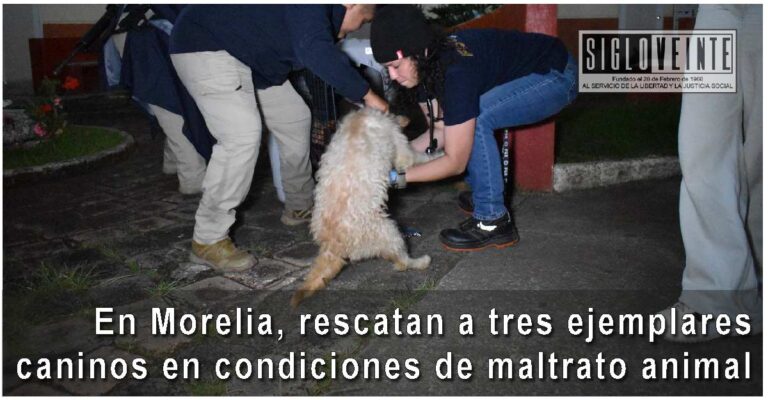 En Morelia, rescatan a tres ejemplares caninos en condiciones de maltrato animal