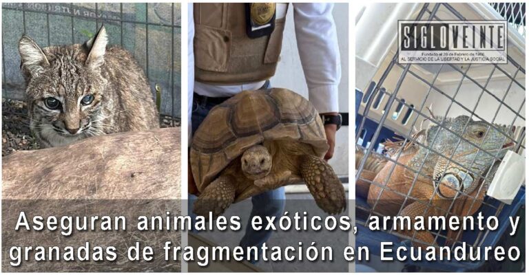 Aseguran animales exóticos, armamento y granadas de fragmentación en inmueble de Ecuandureo