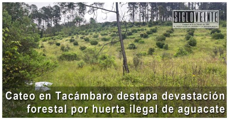 Cateo en Tacámbaro destapa devastación forestal por huerta ilegal de aguacate