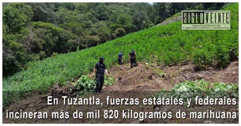 En Tuzantla, fuerzas estatales y federales incineran más de mil 820 kilogramos de marihuana