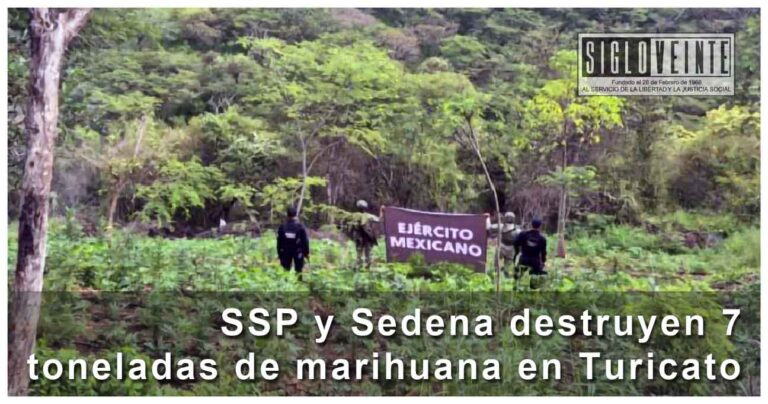 SSP y Sedena destruyen 7 toneladas de marihuana en Turicato