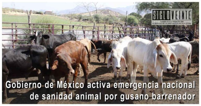 Gobierno de México activa emergencia nacional de sanidad animal por gusano barrenador