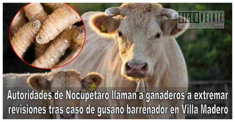 Autoridades de Nocupétaro llaman a ganaderos a extremar revisiones tras caso de gusano barrenador en Villa Madero
