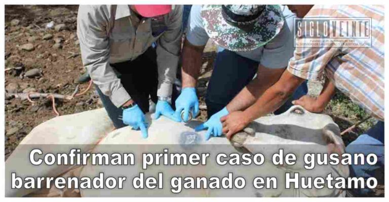 Confirman primer caso de gusano barrenador del ganado en Huetamo