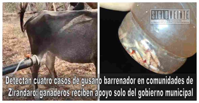 Detectan cuatro casos de gusano barrenador en comunidades de Zirándaro; ganaderos reciben apoyo solo del gobierno municipal