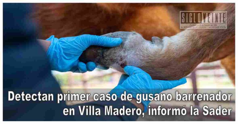 Detectan primer caso de gusano barrenador en Villa Madero, informó la Sader