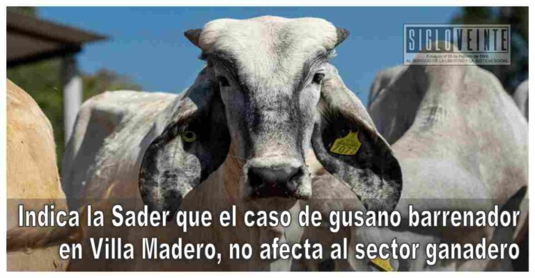 Indica la Sader que el caso de gusano barrenador en Villa Madero, no afecta al sector ganadero