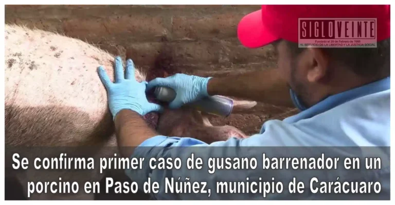 Se confirma primer caso de gusano barrenador en un porcino en Paso de Núñez, municipio de Carácuaro