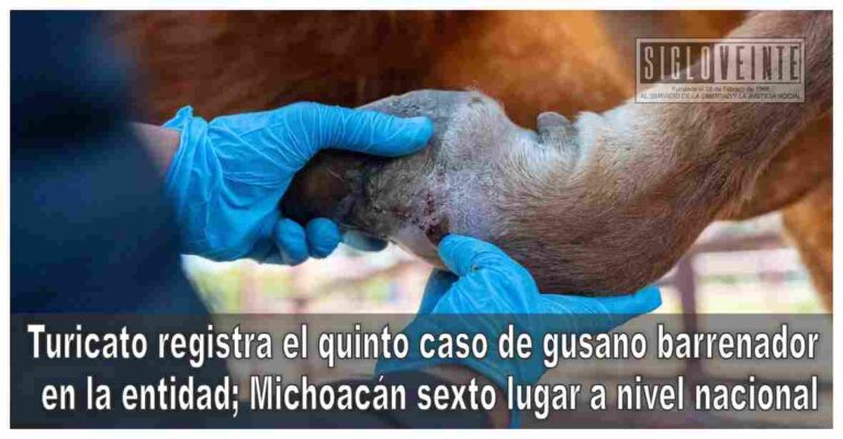 Turicato registra el quinto caso de gusano barrenador en la entidad; Michoacán sexto lugar a nivel nacional