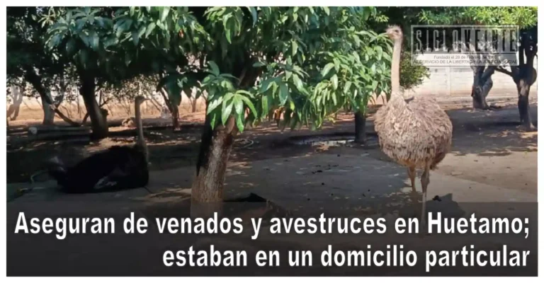 Aseguran de venados y avestruces en Huetamo; estaban en un domicilio particular