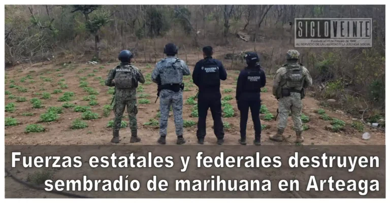 Fuerzas estatales y federales destruyen sembradío de marihuana en Arteaga