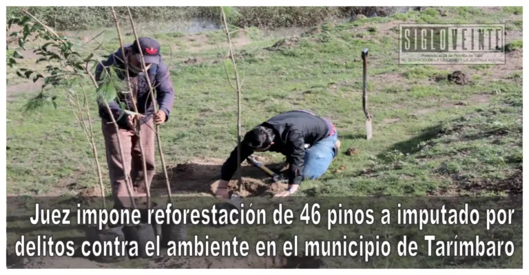 Juez impone reforestación de 46 pinos a imputado por delitos contra el ambiente en el municipio de Tarímbaro